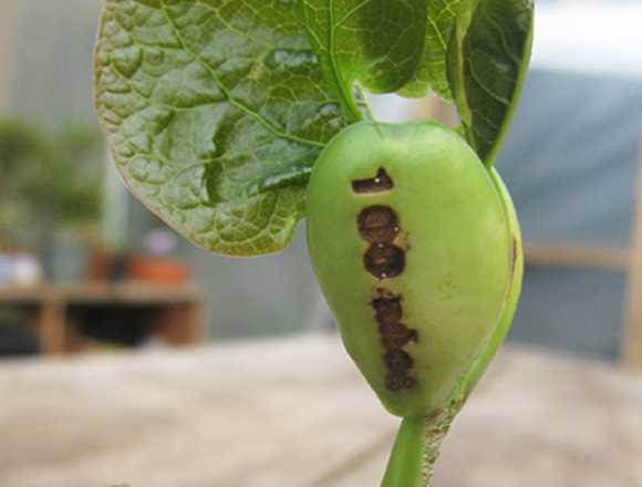 Innovacion Verde Planta que nace con el logokkb