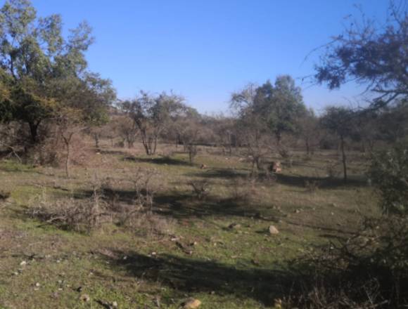 Parcelas Factibilidad de agua y Luz Rol Unico 