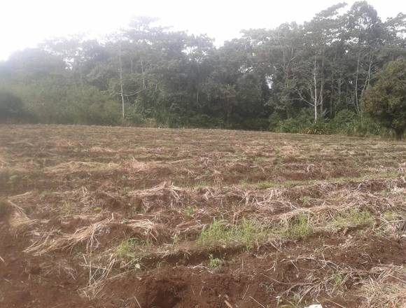 Oportunidad - Finca en Guácimo, Limón, Costa Rica