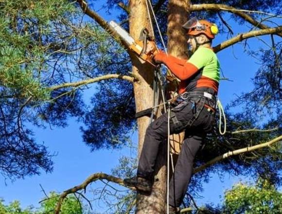 PODA DE ÁRBOLES Y ARBUSTOS SANTANDER