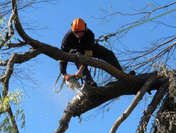 SERVICIO DE PODA DE ARBOLES Y ARBUSTOS