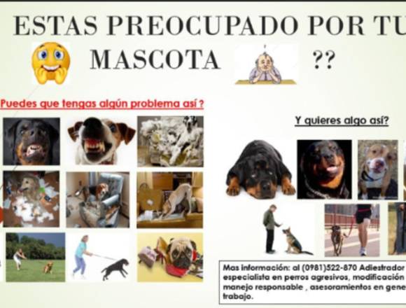 ADIESTRAMIENTO CANINO EN POSITIVO