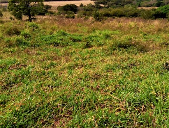 Finca en Venta Cañas- Limonal 