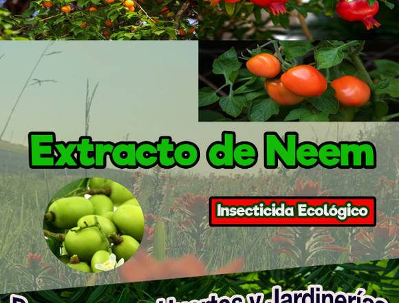 Extracto de Semillas de Neem