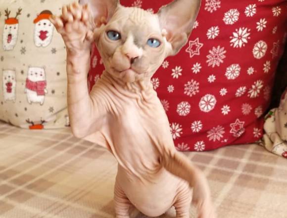 Gatitos Sphynx hipoalergénicos sin pelo