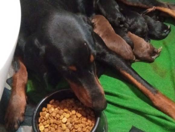 Servicio Doberman cachorros