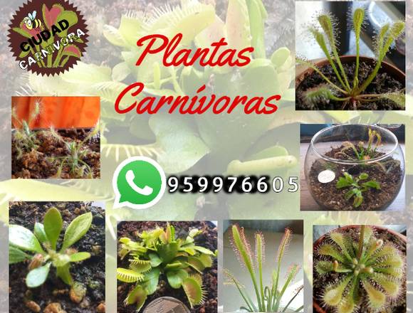 PANTAS CARNIVORAS - VENUS ATRAPAMOSCA