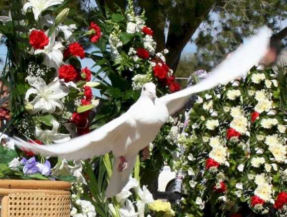 Renta de palomas blancas para eventos