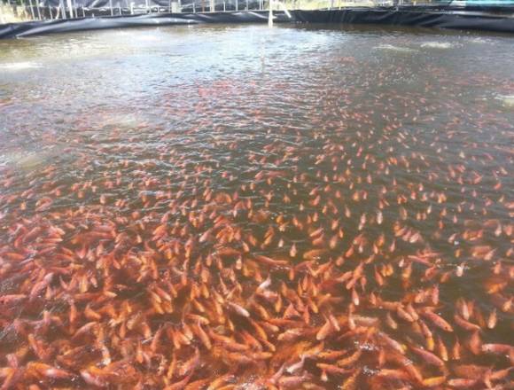 Sistema de producción de tilapia en tanques 