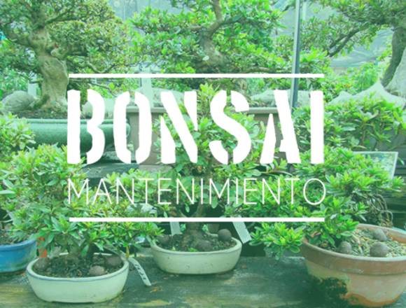 MANTENIMIENTO DE BONSAI