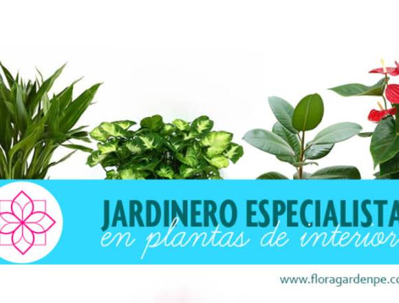 MANTENIMENTO DE PLANTAS ORANMENTALES