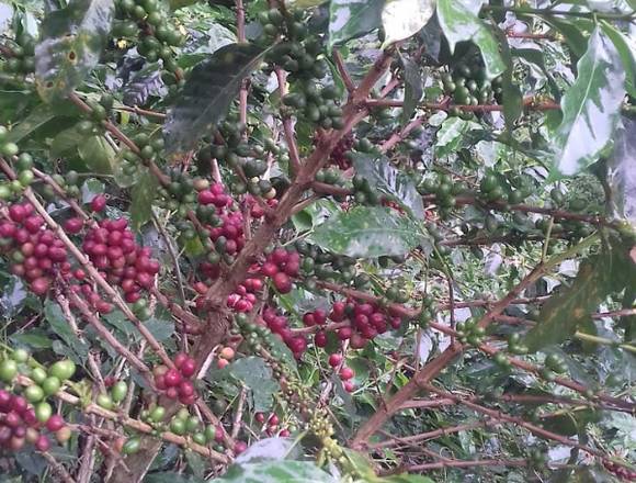 se vende finca cafetera y platanera