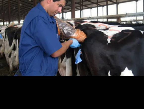 Ser.vicio. Veterinario en grandes. Animales