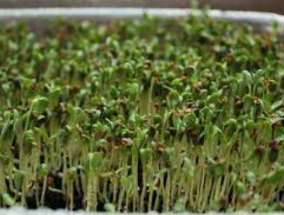 10 Sobres De Hortalizas Para Germinar Brotes 