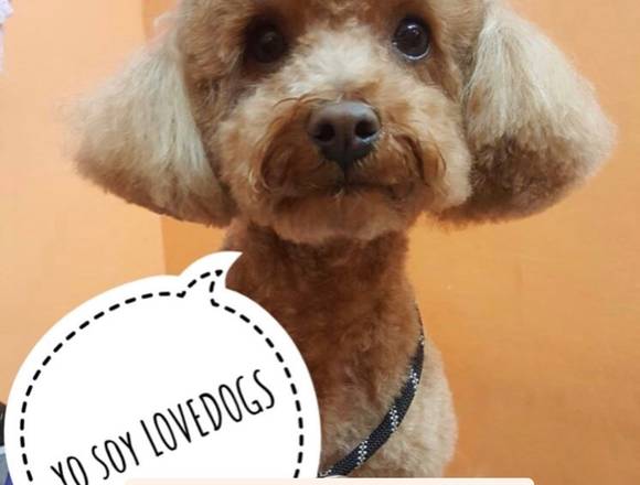 Peluquería Canina Lovedogs 