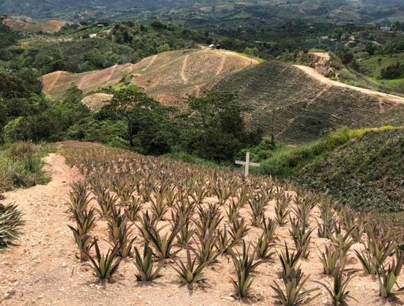 Vendo finca de 6 hectáreas en Lebrija Santander 