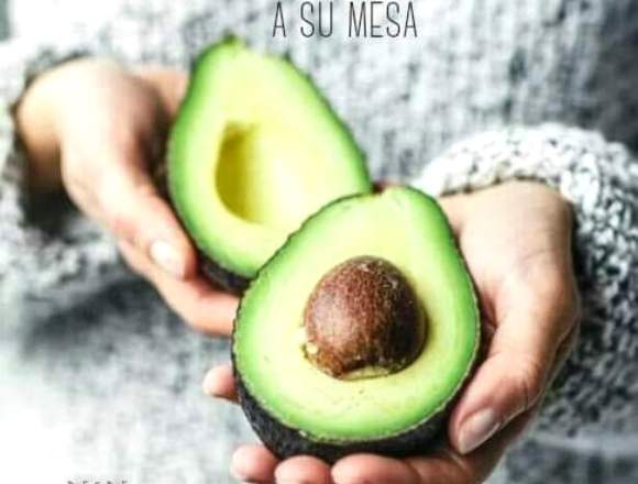 Palta hass chilena en verde