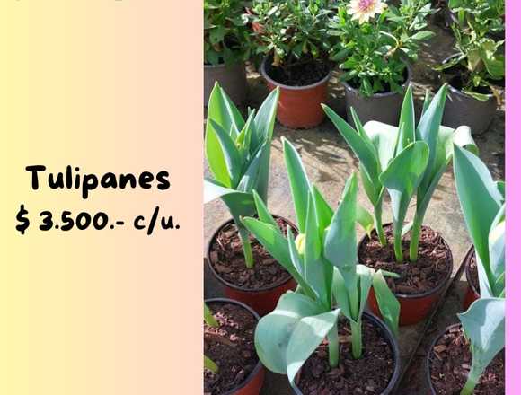 Tulipanes esperan por ti en Jardín Ficus Quilpué
