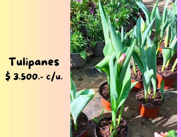 Tulipanes esperan por ti en Jardín Ficus Quilpué