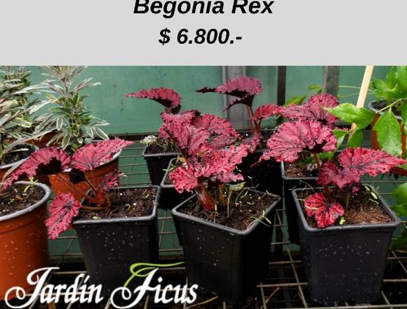 Begonia Rex en Jardín Ficus Quilpué