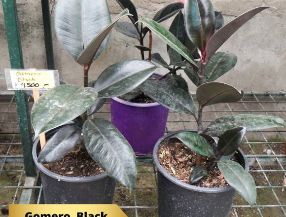 Ficus Benjamina y otras plantas - Día de la Mamá 