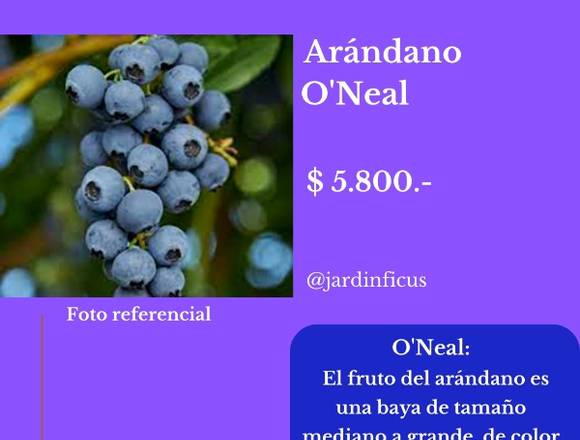 Arándano O´Neal - Jardín Ficus