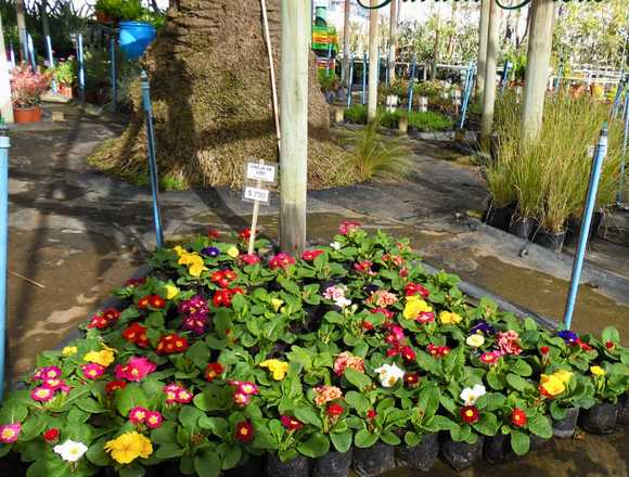 Hermosas Flores de Temporada en Jardín Ficus