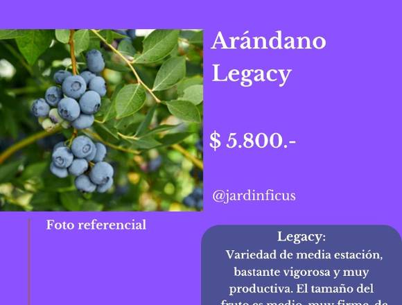 Arándano Legacy-Jardín Ficus