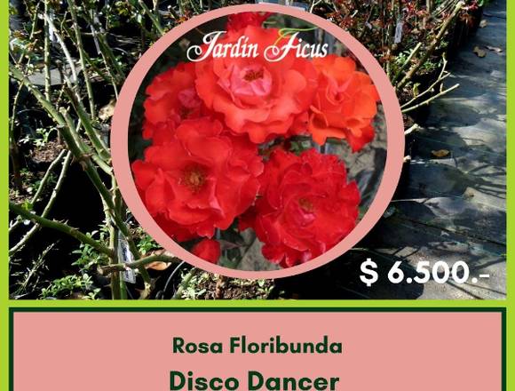 Rosas Floribundas Disco Dancer en Jardín Ficus 