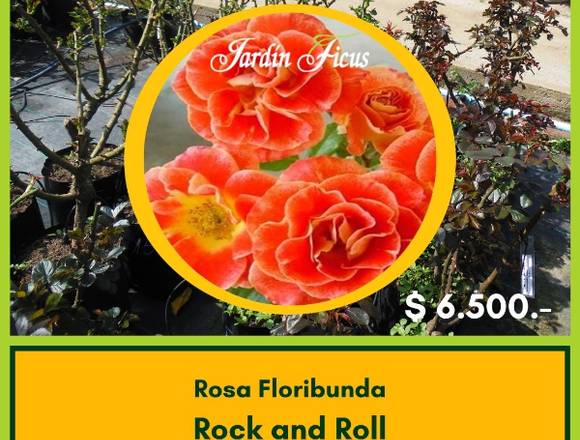 Rosas Floribundas Rock and Roll