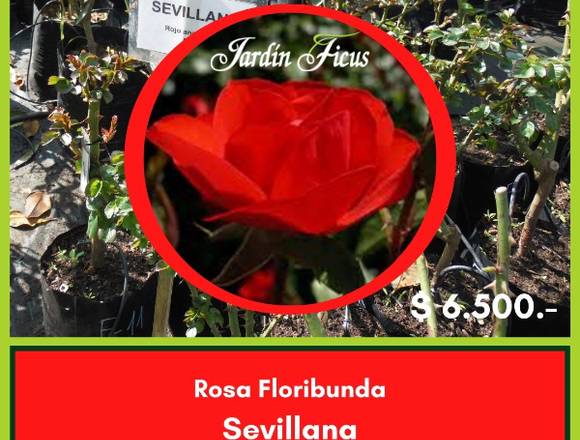 Rosa Floribunda Sevillana en Jardín Ficus Quilpué