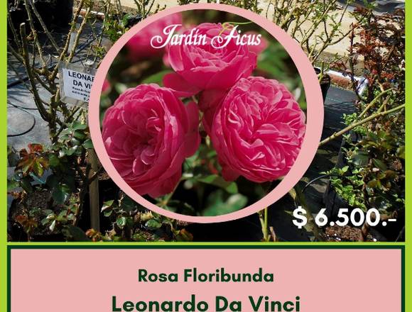 Rosas Floribundas Leonardo Da Vinci