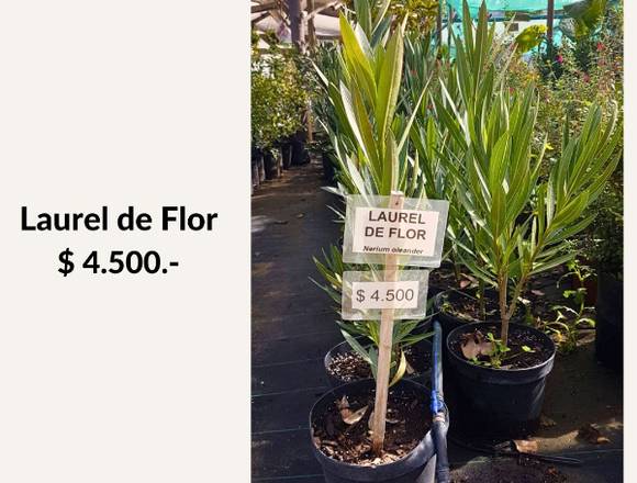 Hermosos Laurel de Flor en Jardin Ficus Quilpué