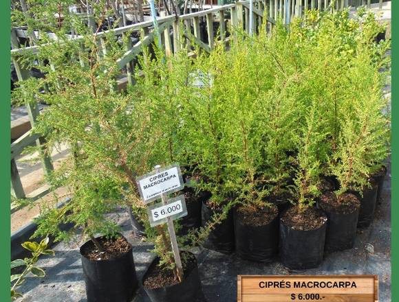 Ciprés Macrocarpa en Jardín Ficus Quilpué