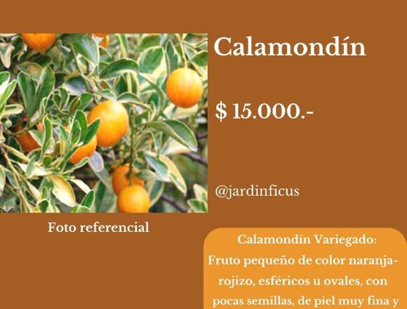 Calamondín - Jardín Ficus