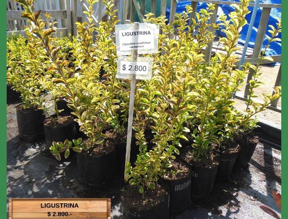 Bellas Ligustrinas para Cercos y Jardines