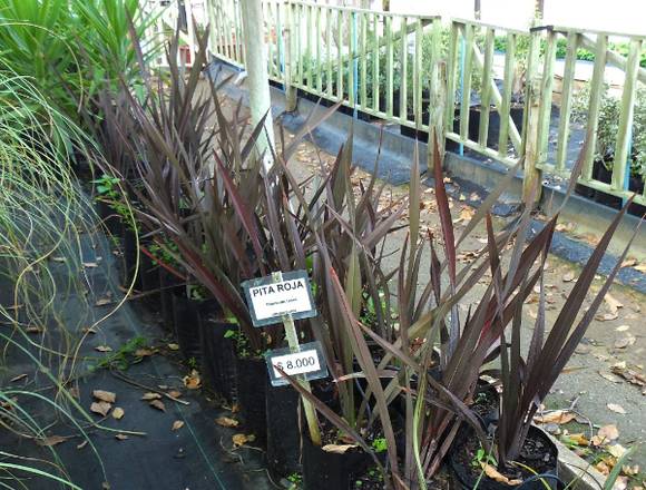 Bellas Pitas Rojas las encuentas en Jardín Ficus 