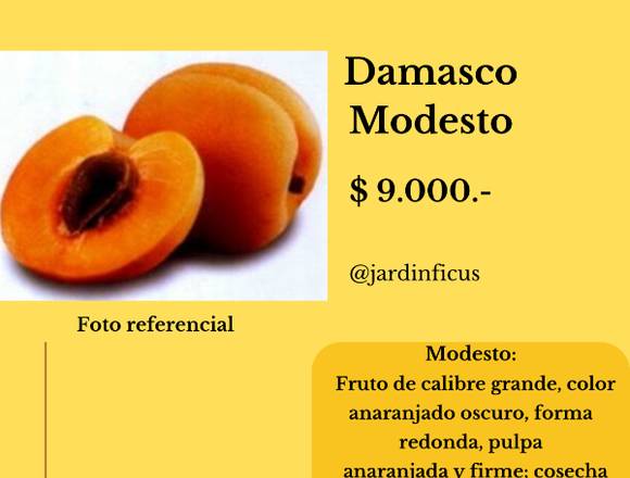 Damasco Modesto - árbol frutal  Jardín Ficus 