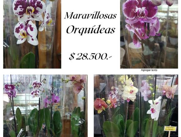Maravillosas Orquídeas en Jardín Ficus