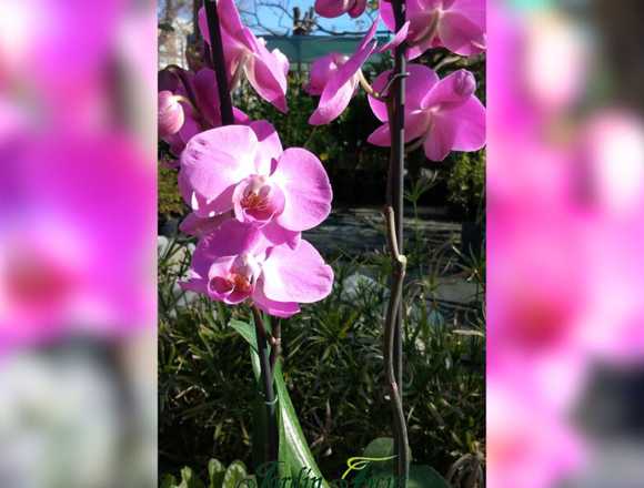 ¡Lindas Orquídeas esperan por ti en @jardinficus !