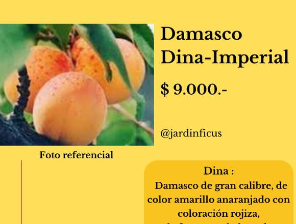 Damasco Dina Imperial