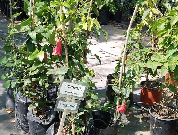 Hermosos Copihues en Jardín Ficus Quilpué