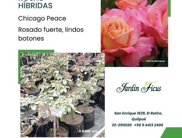Rosaa Híbridas y Rosas Floribundas