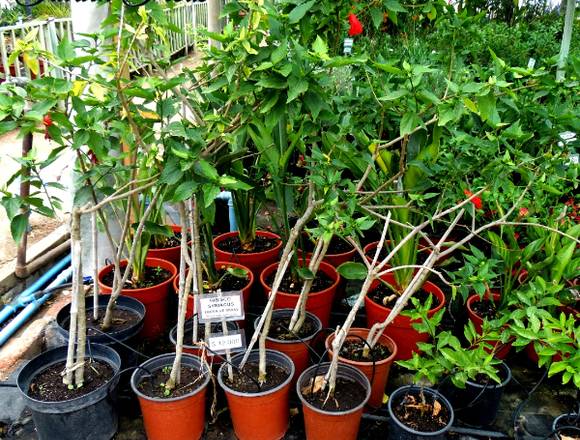 Bellos Hibiscos Syriacus para decorar tu jardín