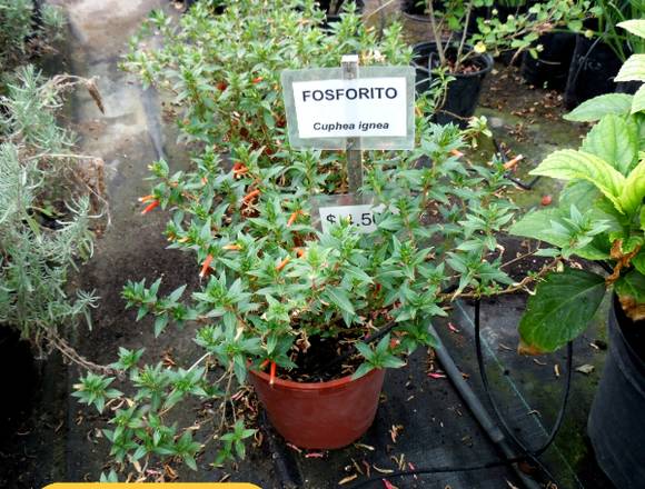 Bellos Fosforitos en Jardín Ficus