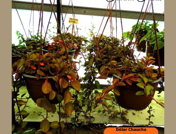 Dólar Chaucha en Jardín Ficus Quilpué