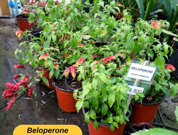 BELOPERONES EN JARDÍN FICUS QUIPUÉ