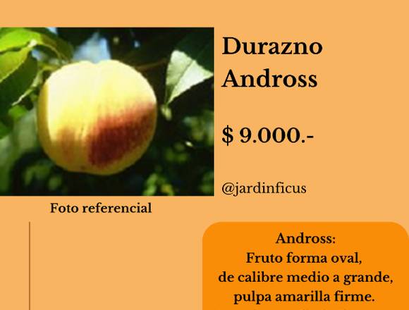 Árbol Durazno Andross 