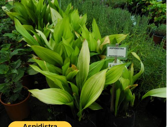 Aspidistras en Jardín Ficus