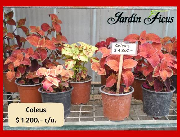 Coleus en Jardín Ficus Quilpué